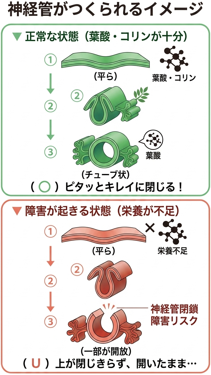神経管が作られるイメージ図